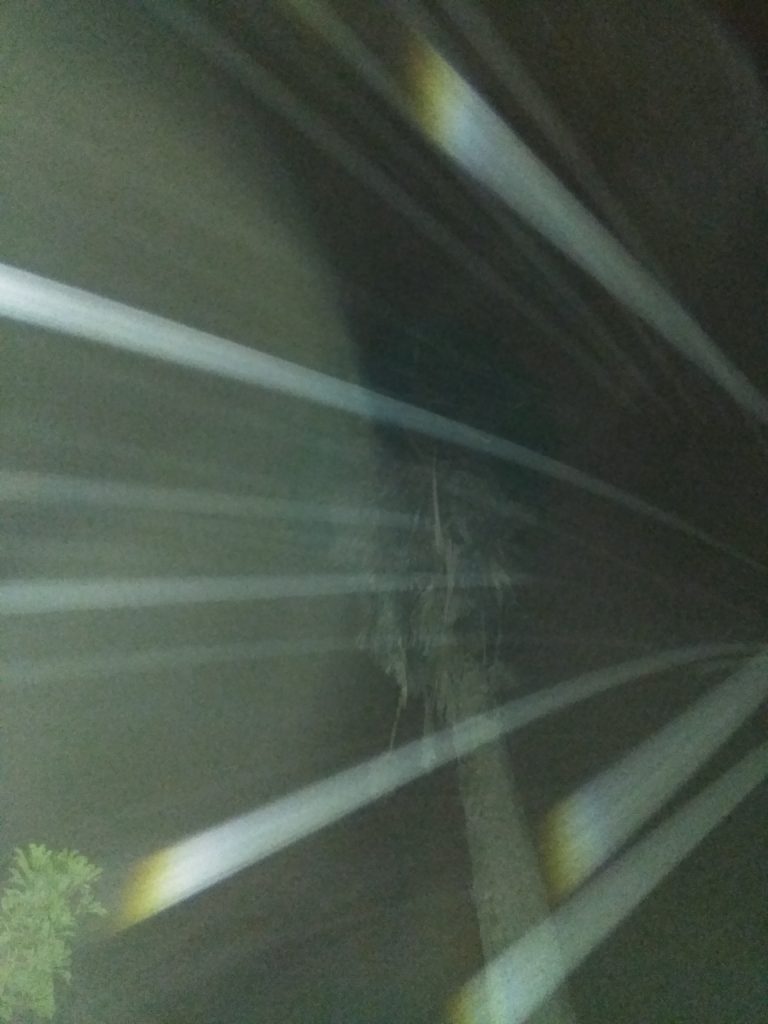 Palm tree with light beams at night.