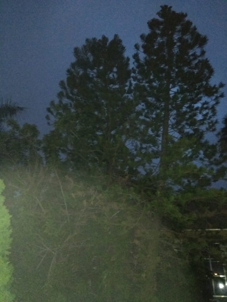 Tall trees under a dark evening sky.