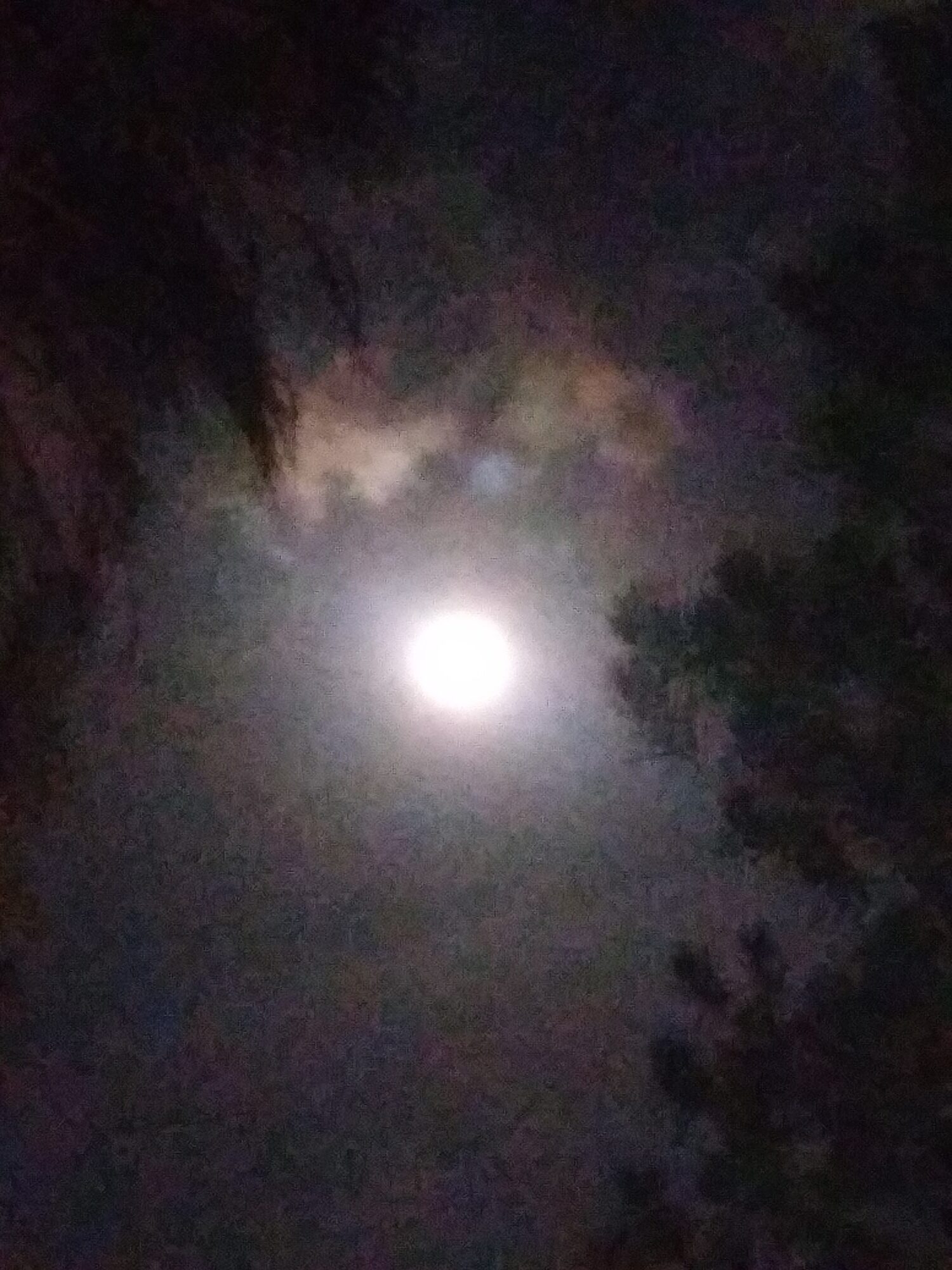 Full moon surrounded by clouds and trees.