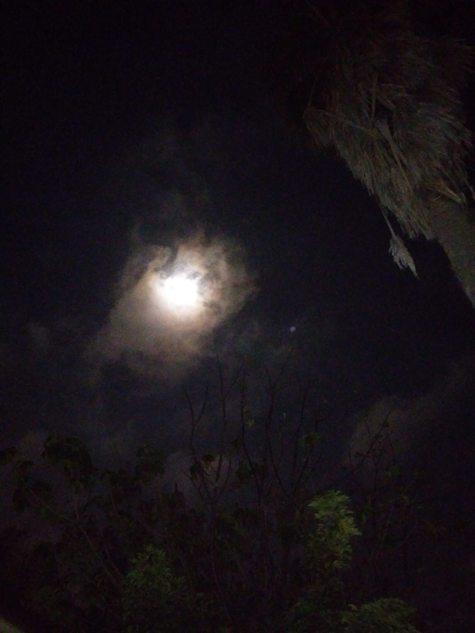 Moonlit night sky with silhouetted trees.