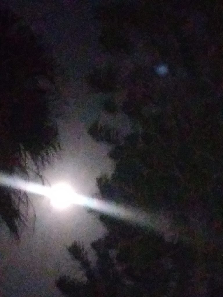Bright moon shining through silhouetted trees.