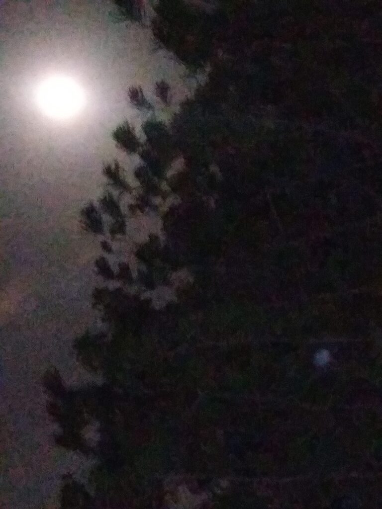Moon shining through tree branches at night.