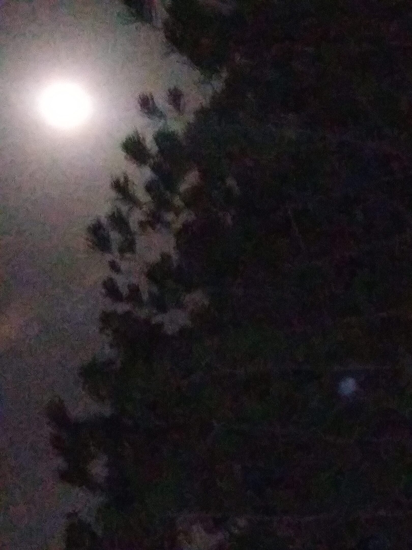 Moon shining through tree branches at night.