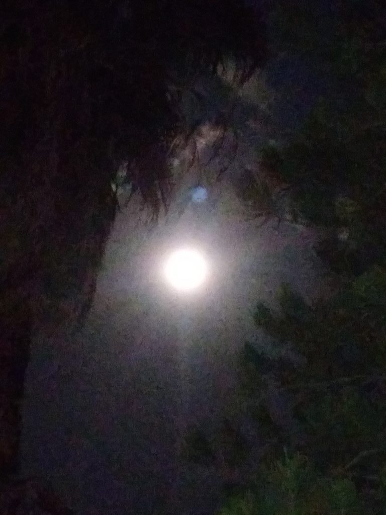 Bright moon shining through silhouetted trees.