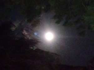 Moon between my trees