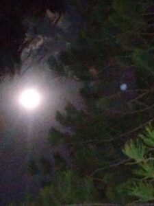 Full moon shining through tree branches.