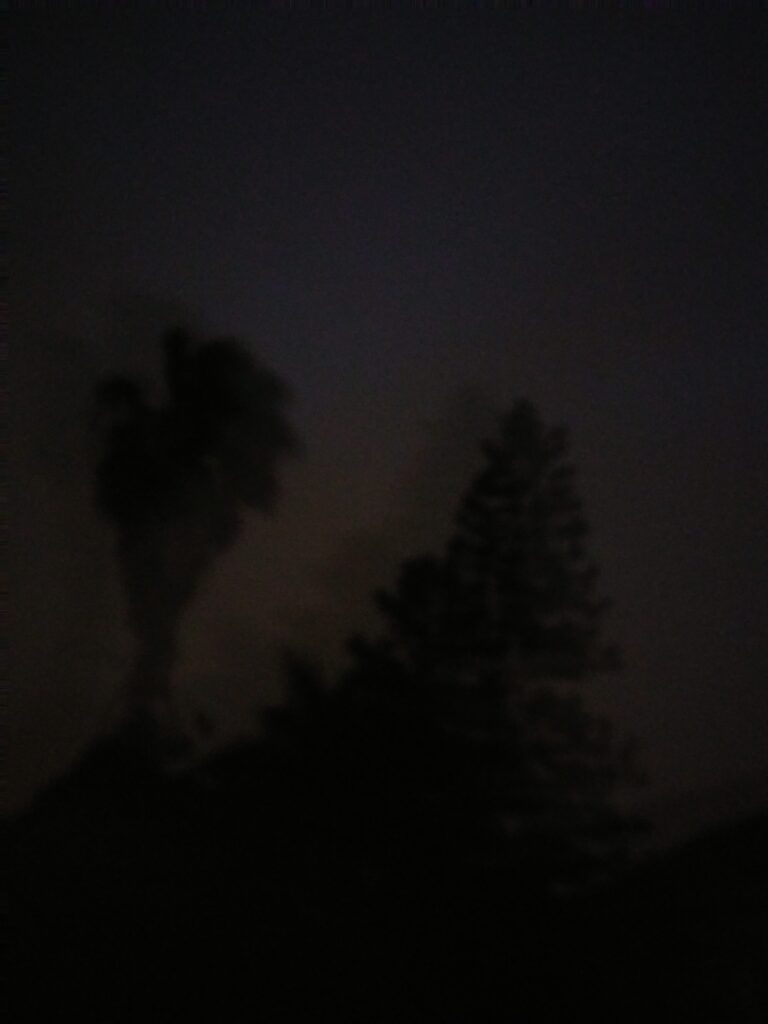 Silhouettes of trees against a dark sky.