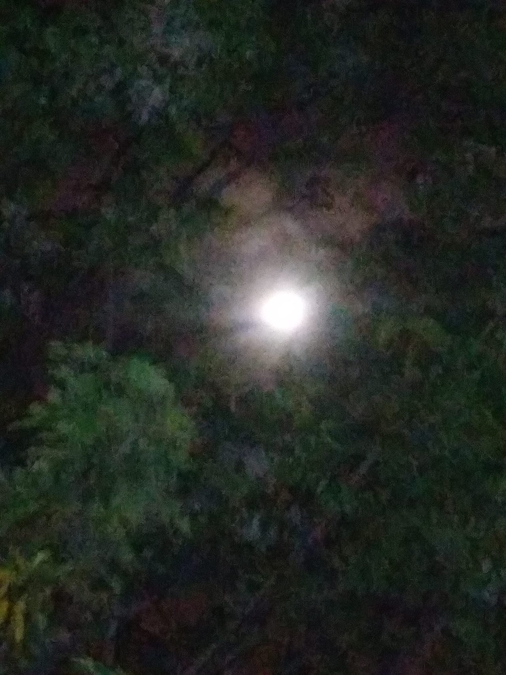 Bright moon shining through dark, leafy trees.