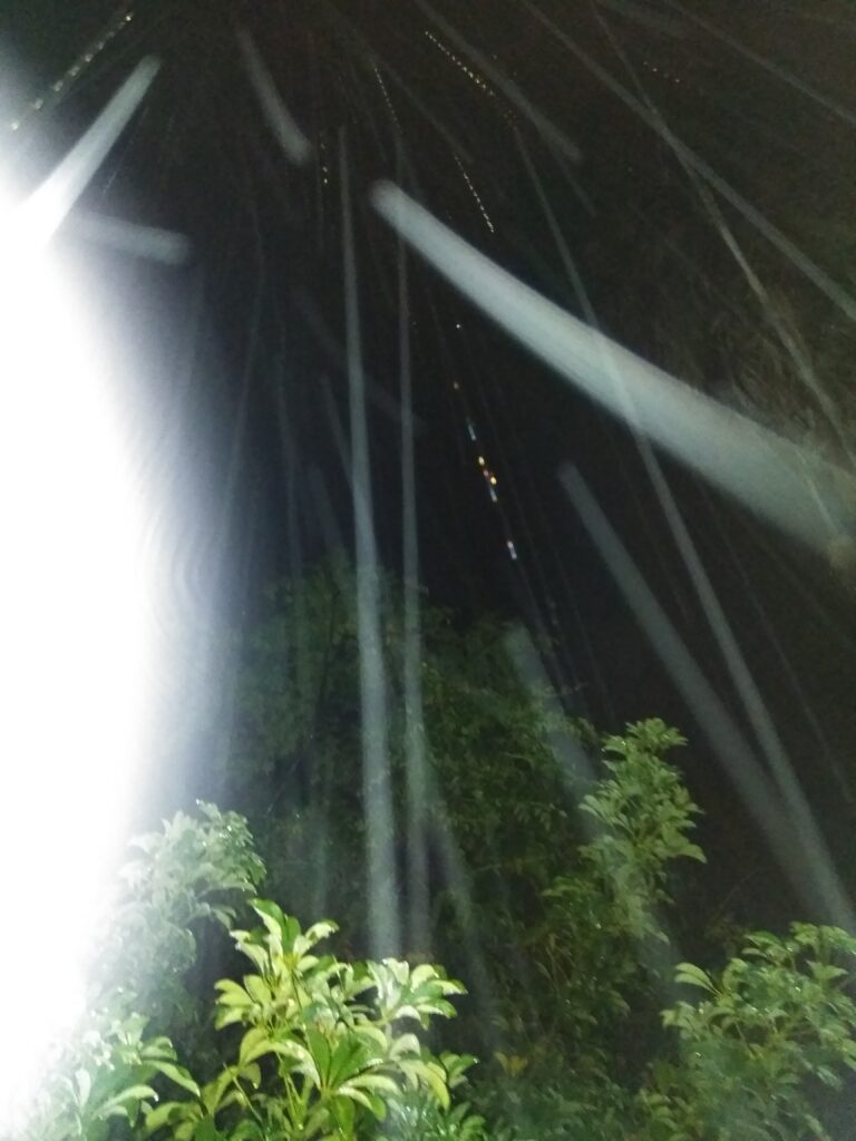 Nighttime light streaks over green plants.