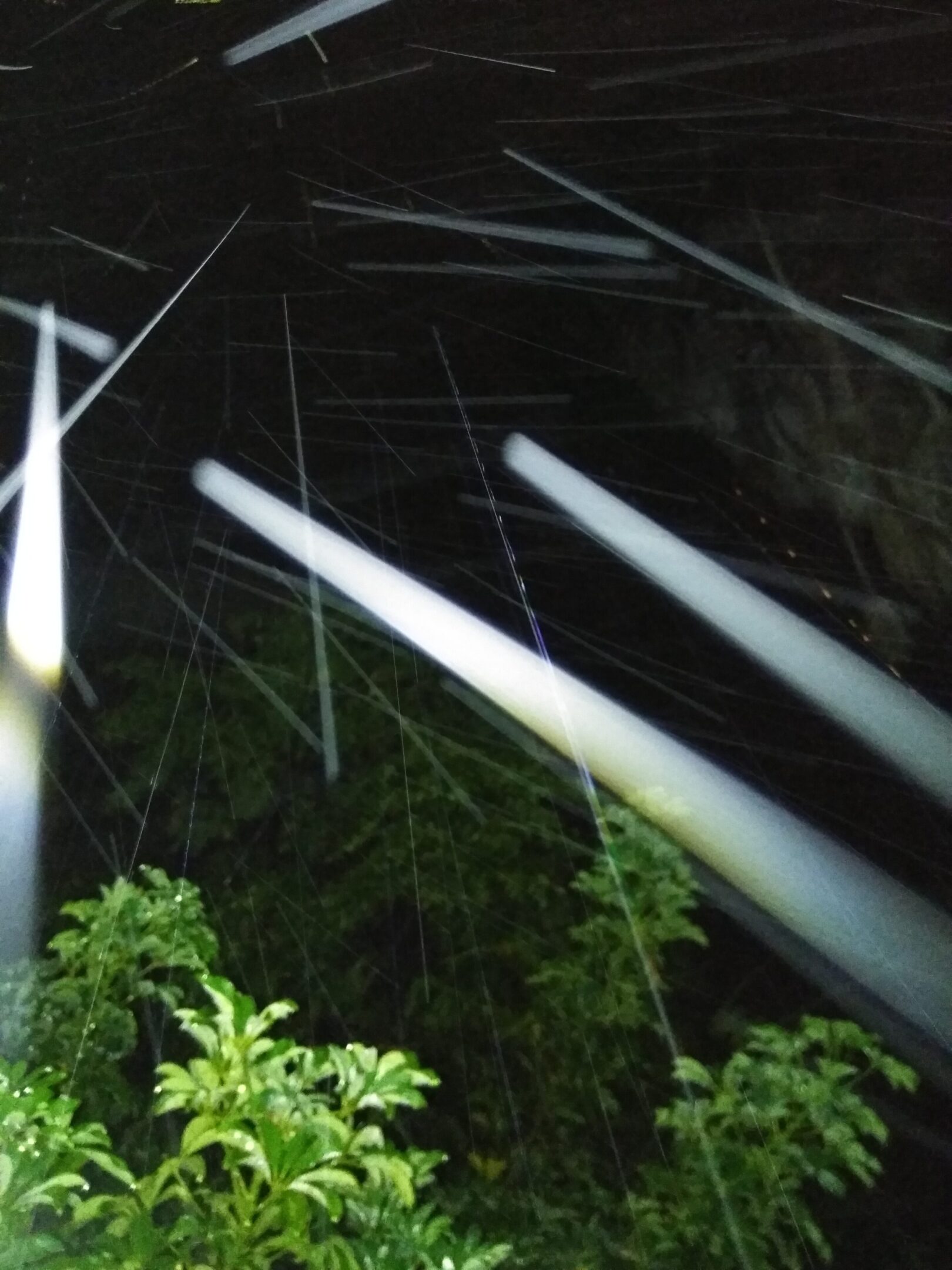 Light beams shining through night forest.