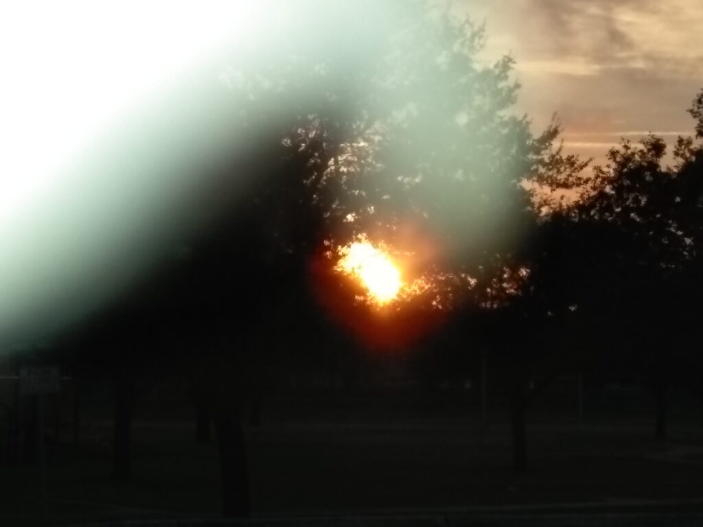 Sunset through trees with light streaks.