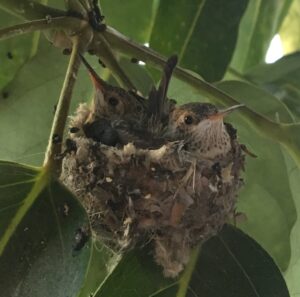 Two hummingbirds in a nest on branch.