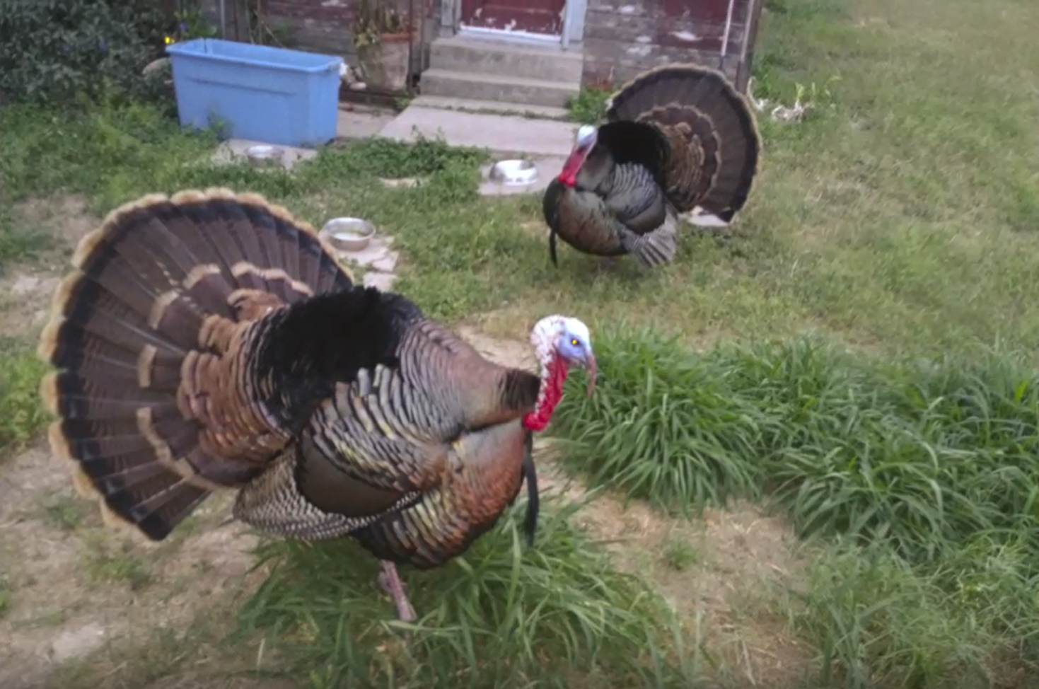 Two turkeys strutting in a yard.