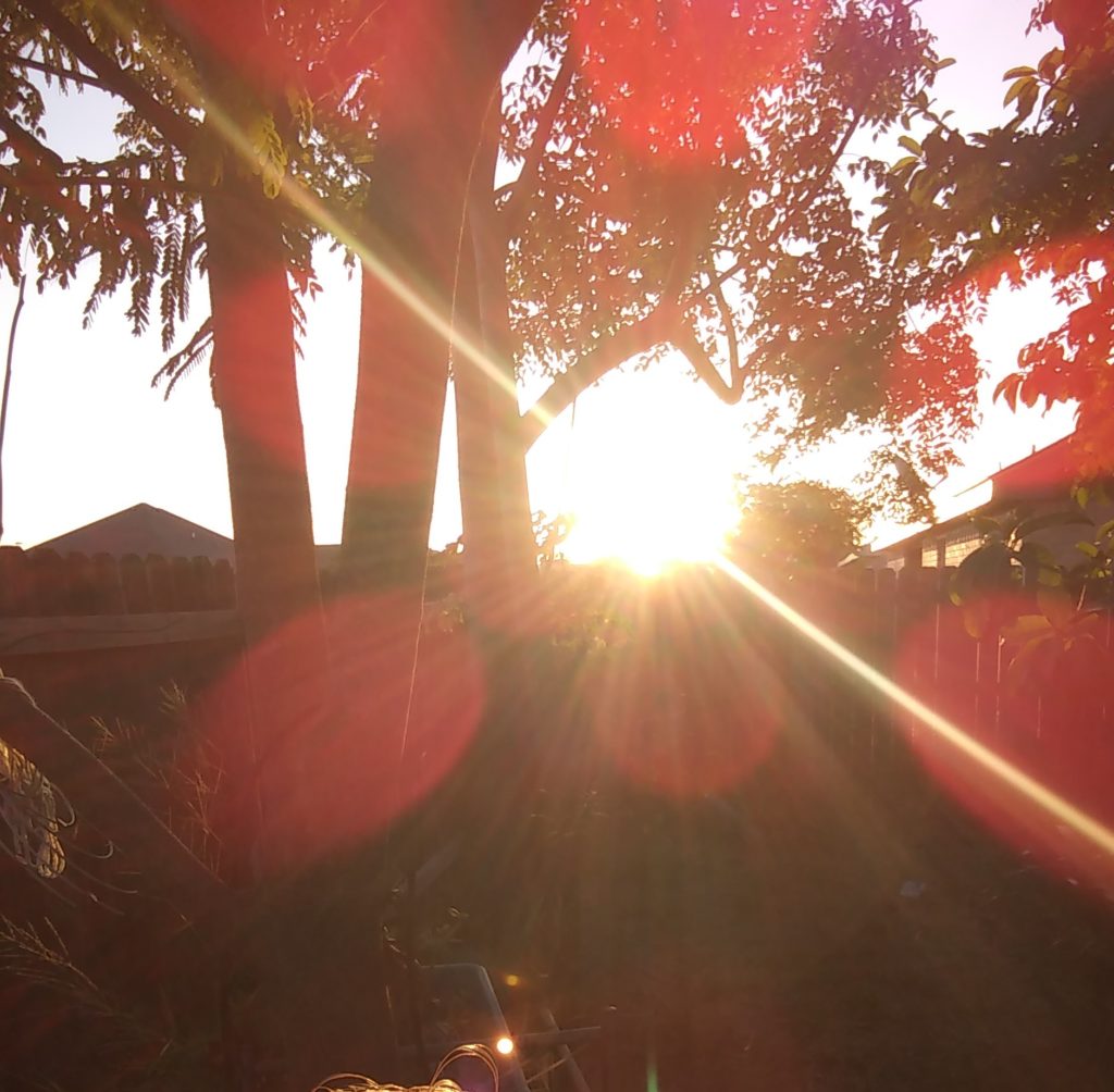 Sunlight streaming through trees at sunset.