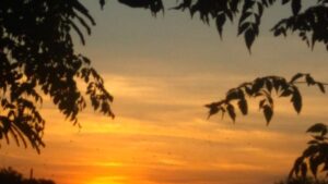 Sunset with silhouetted leaves and sky.