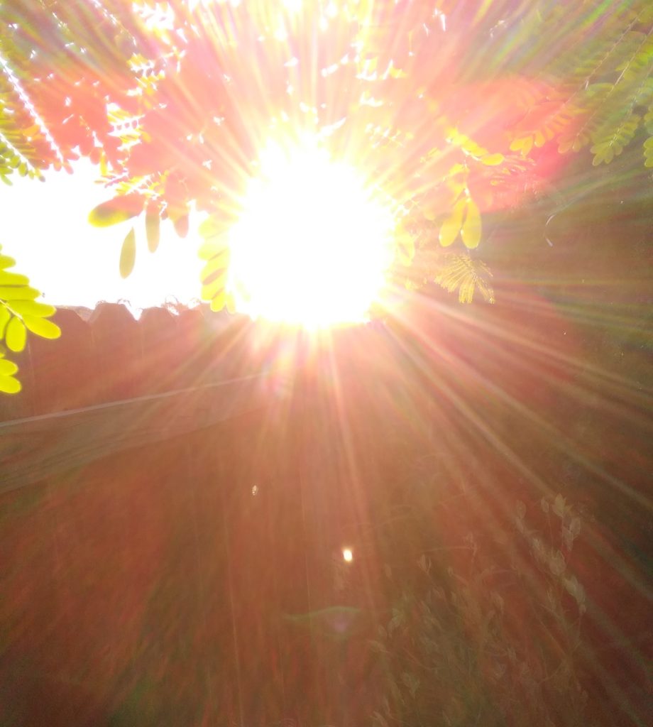 Bright sunlight through leaves and branches.