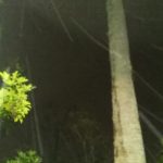 Tall tree in a dark forest setting.