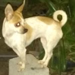 Small dog standing on a stone block.