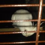 White bird perched inside a cage.