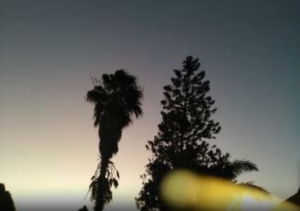 Silhouetted trees against a dusky sky.