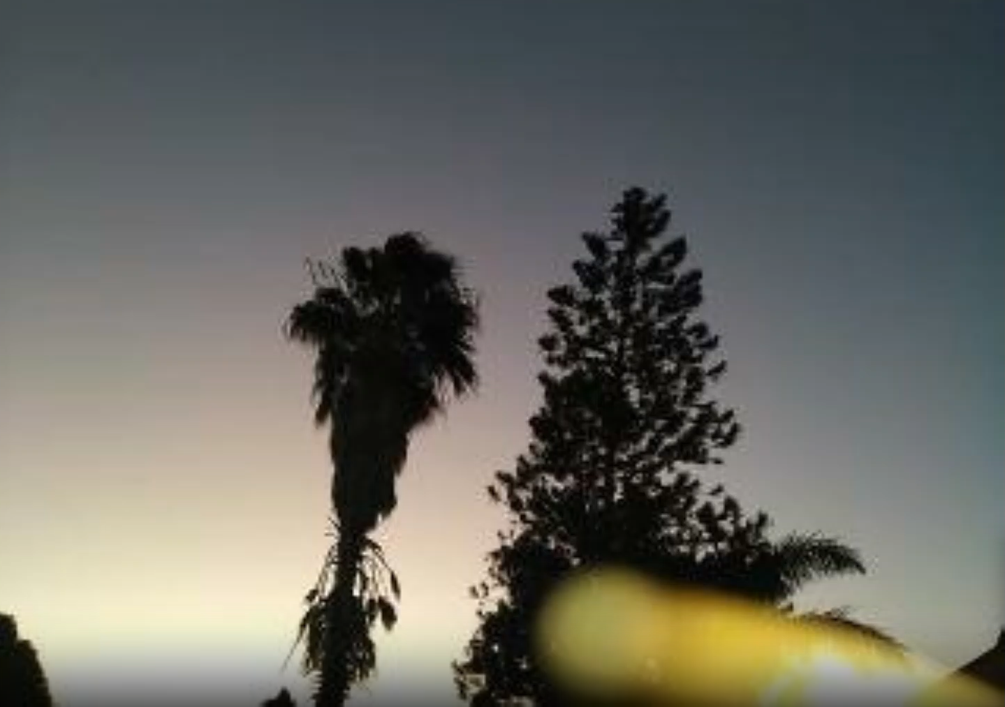 Silhouetted trees against a dusky sky.