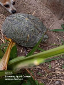 Dog and turtle in a garden.