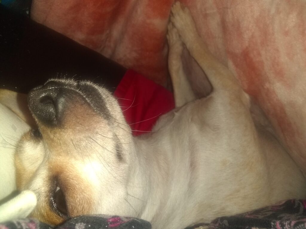 Sleeping dog wrapped in cozy blankets.
