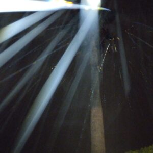 Bright light beams in dark night sky.