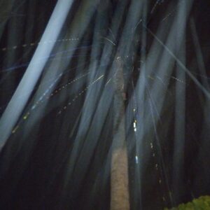 Abstract light streaks in a dark background.
