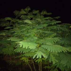 Night photo of my tree