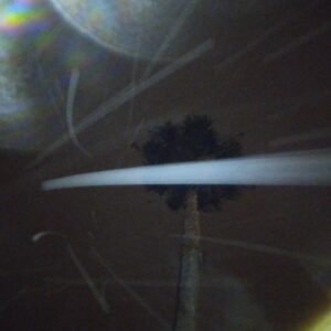 Palm tree at night with light streaks.