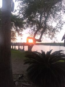 Sunset through tree by a lakeside pier.