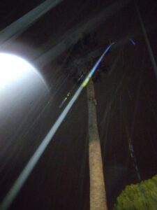 Tall palm tree lit by streetlight.