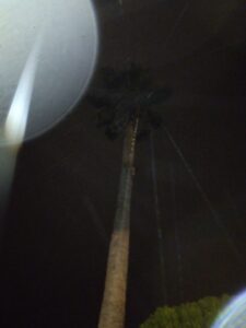 Tall palm tree against dark night sky.