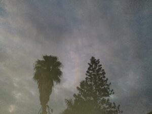 Trees silhouetted against a cloudy sky.