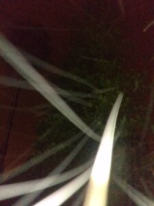 Toilet paper rolls on tree at night.