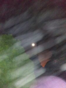 Moonlight through cloudy night sky and trees.