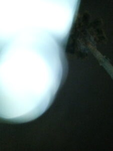 Blurry lights and tree silhouette at night.