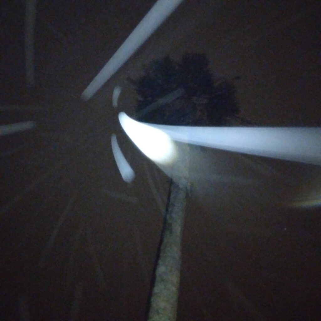 Palm tree illuminated by flashlight at night.