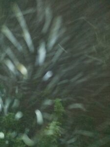 Blurry night scene with swirling lights.