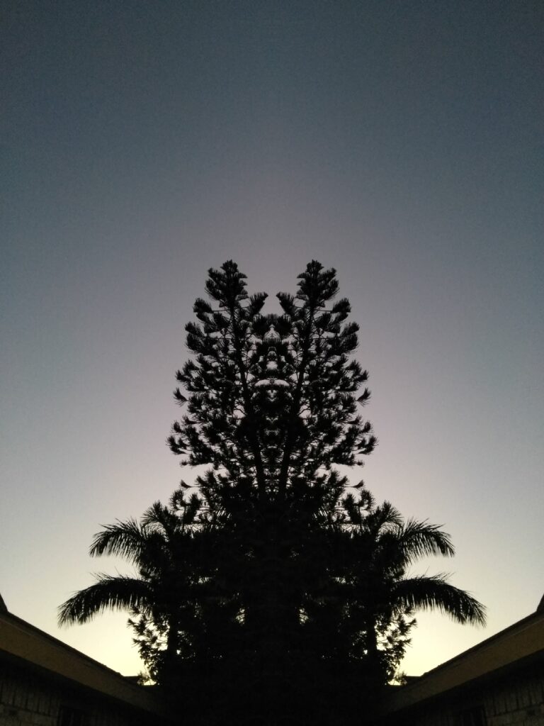 Silhouetted tree against twilight sky.