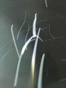 Abstract light streaks on dark background.