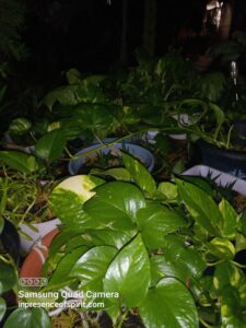 Potted green plants in dim lighting.