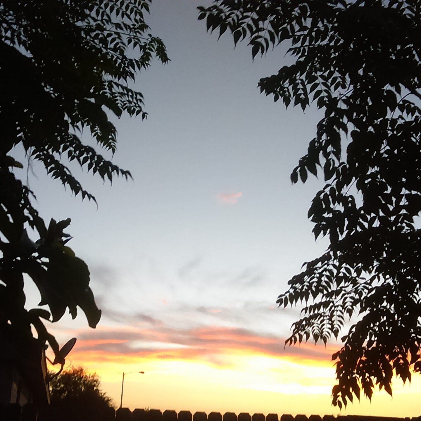 Sunset sky framed by silhouetted trees.