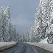 Snowy road lined with tall pine trees.