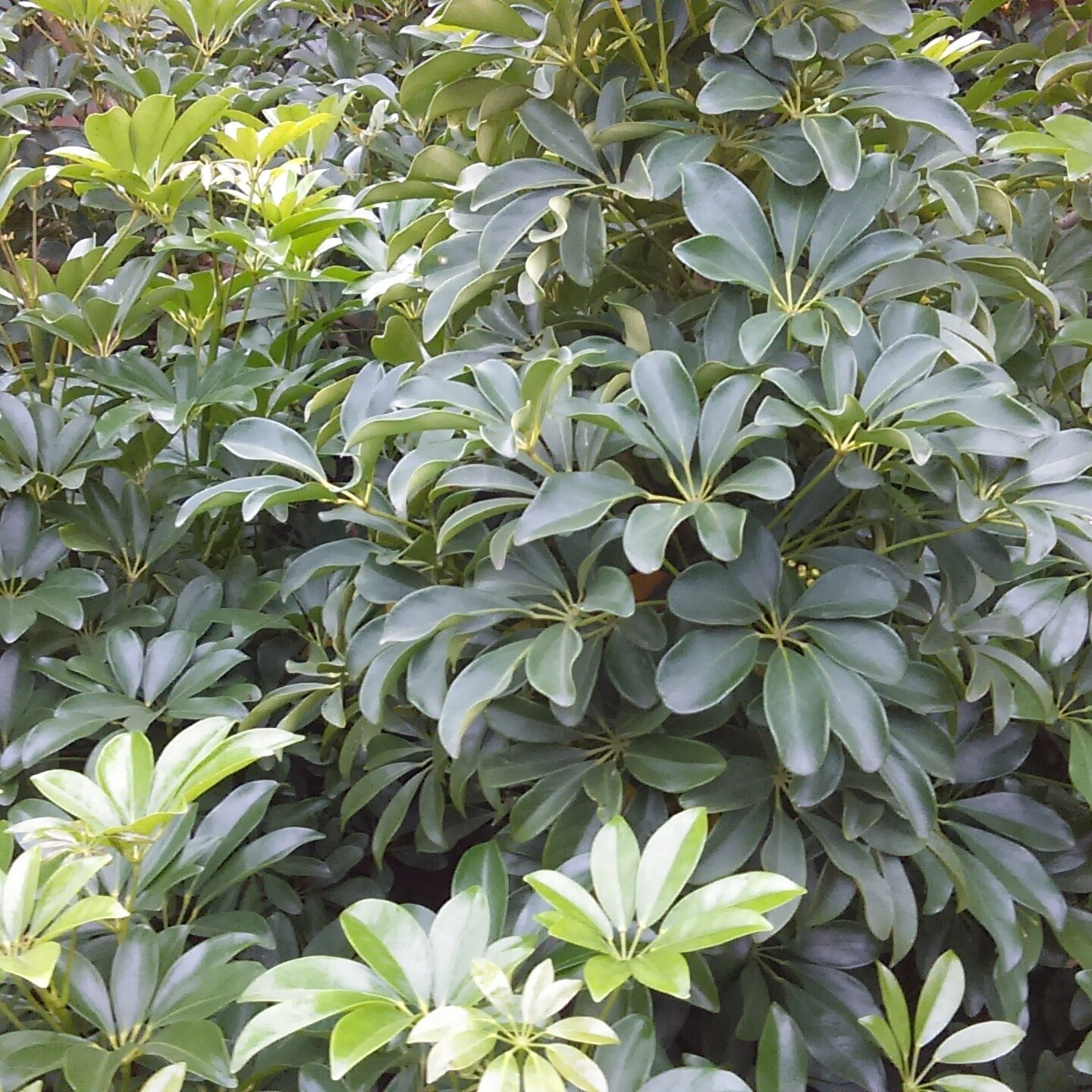 Lush green foliage of tropical plant.
