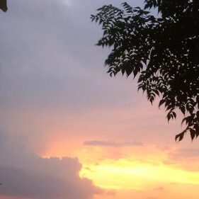 Sunset sky with silhouetted tree branches.