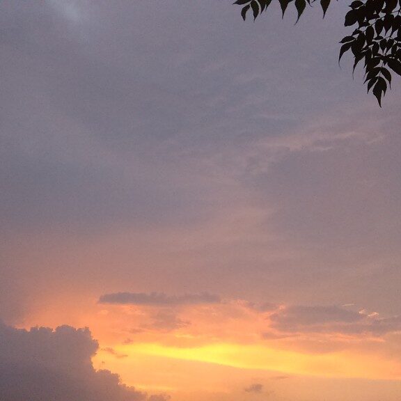 Sunset sky with silhouetted tree leaves.