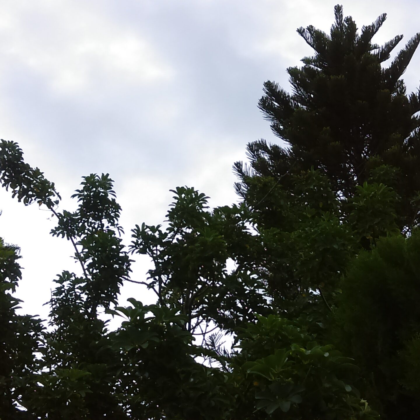 Trees and cloudy sky in the background.