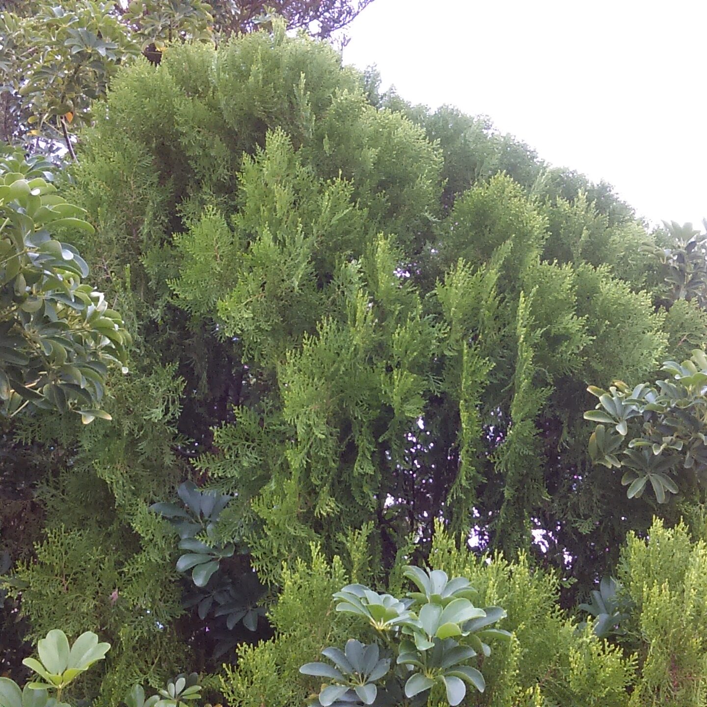 Lush green trees under overcast sky.
